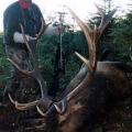 Roosevelt Elk Hunting